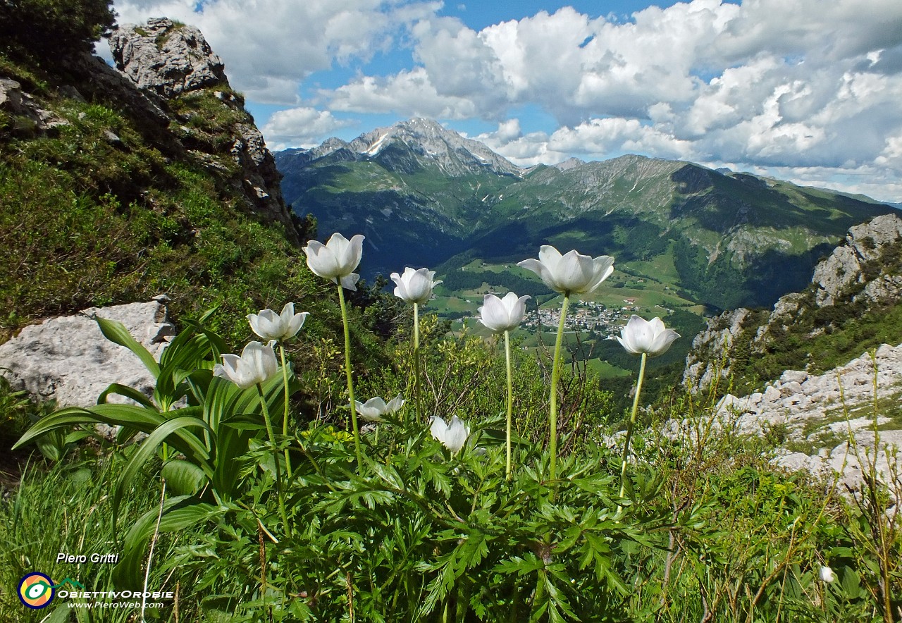 94 Pulsatilla alpina  con Arera e Grem sullo sfondo.JPG